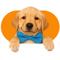 Dog Icon